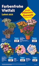 Ähnliche Angebote wie Obstbaum im Prospekt "LIDL LOHNT SICH" auf Seite 13 von Lidl in Garbsen