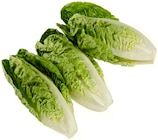 Aktuelle Salat Angebote bei REWE in Düsseldorf Aktuelles Romana Salatherzen Angebot bei REWE in Düsseldorf ab 1,11 €
