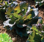 Plants de salade à 2,20 € dans le catalogue U Express