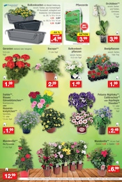 Aktueller Zimmermann Prospekt mit Orchidee, "Aktuelle Angebote", Seite 13