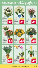 Ähnliche Stacheldrahtpflanze Angebote im Prospekt "Günstig. Besser. Für Dich." von Netto mit dem Scottie Ähnliches Angebot bei Netto mit dem Scottie in Prospekt "Günstig. Besser. Für Dich." gefunden auf Seite 27