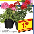 Geranien im aktuellen Prospekt bei i&M BauCentrum in Großkorbetha