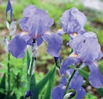 Promo Iris à 5,99 € dans le catalogue Jardineries du terroir à Saint-Julien-en-Genevois