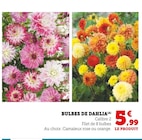 Bulbes de Dahlia en promo chez Super U Poitiers à 5,99 €