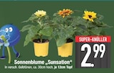 Sonnenblume "Sunsation" im Angebot bei EDEKA in Ingolstadt Sonnenblume "Sunsation" Angebote bei EDEKA Ingolstadt für 2,99 €