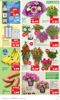 Balkonpflanzen im Kaufland Prospekt "Aktuelle Angebote" mit 44 Seiten (Wiesbaden)