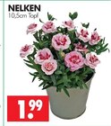 Nelken im Angebot bei Wreesmann in Brandenburg Nelken Angebote bei Wreesmann Brandenburg für 1,99 €