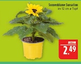 Sonnenblume Sunsation Angebote bei Marktkauf Fürth für 2,49 €