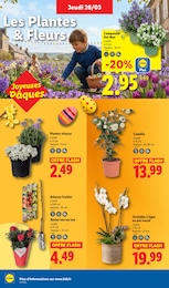 Offre Plante Verte dans le catalogue Lidl du moment à la page 26