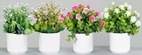 Blühende Arrangements im Topf im Angebot bei SB Möbel Boss in Neubrandenburg Blühende Arrangements im Topf Angebote bei SB Möbel Boss Neubrandenburg für 5,99 €