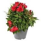 Alstroemeria - Truffaut Alstroemeria à 14,99 € dans le catalogue Truffaut