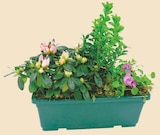 Promo Composition 3 plantes jardinière 30 cm à 11,99 € dans le catalogue Intermarché à Saint-Hymer