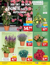 Pflanzen im Netto Marken-Discount Prospekt in Hildesheim Aktueller Netto Marken-Discount Prospekt mit Pflanzen, "Aktuelle Angebote", Seite 7