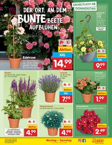 Pflanzen im aktuellen Netto Marken-Discount Prospekt (Hannover) Pflanzen im Netto Marken-Discount Prospekt "Aktuelle Angebote" mit 68 Seiten (Hannover)