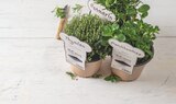 Aktuelles Kräuterpflanzen Angebot bei tegut in Nürnberg ab 2,99 €