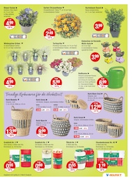 V-Markt Blumen im Prospekt 