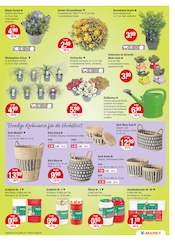 Aktueller V-Markt Prospekt mit Pflanzen, "V-Markt einfach besser einkaufen", Seite 13