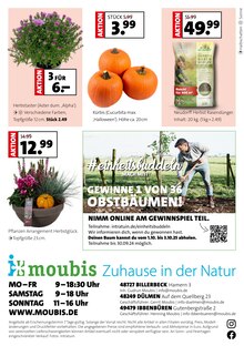 Blumen im Moubis Pflanzenhof Prospekt "MACH DEINEN GARTEN HERBST-FIT" mit 8 Seiten (Osnabrück)