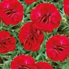 Oeillet Nain rouge - Le pot de 9 x 9 cm - BOTANIC® - Botanic Oeillet Nain rouge - Le pot de 9 x 9 cm - BOTANIC® à 3,99 € dans le catalogue Botanic