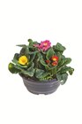 Frühlingsprimeln Primula Tricolor  im aktuellen Lidl Prospekt für 3,79 €