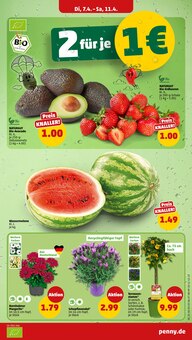 Erdbeeren im Penny Prospekt "Wer günstig will, muss Penny." mit 38 Seiten (Cottbus)