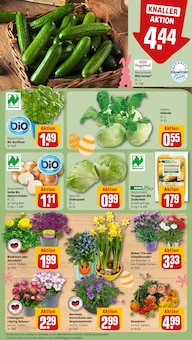 Blumen im aktuellen REWE Prospekt (Augsburg) Blumen im REWE Prospekt "Dein Markt" mit 22 Seiten (Augsburg)