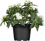 Sommerjasmin bei Hagebaumarkt im Marktredwitz Prospekt für 2,99 €