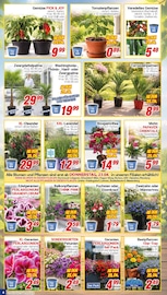 Aktueller CENTERSHOP Prospekt mit Lebensmittel, "Da geht was.", Seite 4