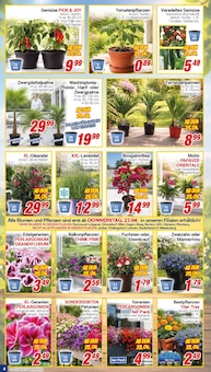 Blumentopf im CENTERSHOP Prospekt "Da geht was." mit 20 Seiten (Bergisch Gladbach)