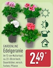 Aktuelles Edelgeranie Angebot bei ALDI Nord in Essen ab 2,49 €