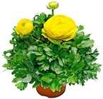 Aktuelle Blumen Angebote bei REWE in Siegen (Universitätsstadt) Aktuelles Blaukissen Angebot bei REWE in Siegen (Universitätsstadt) ab 1,99 €