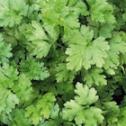 Promo Persil Plat Geant D'Italie Bio. Le pot de 9x9 cm à 3,94 € dans le catalogue Botanic à Semécourt