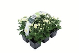 Chrysanthemen im Angebot bei Lidl in Falkensee Chrysanthemen Angebote bei Lidl Falkensee für 2,49 €