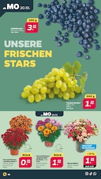 Deko-Blumen Angebot & Preis im aktuellen Netto mit dem Scottie Prospekt Deko-Blumen Angebot im aktuellen Netto mit dem Scottie Prospekt auf Seite 2