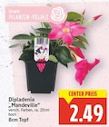 Angebot im E center Bernau (Berlin) Prospekt E center Bernau (Berlin) Prospekt mit im Angebot für 2,49 €