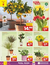 Aktueller Netto Marken-Discount Prospekt mit Pflanzen, "Aktuelle Angebote", Seite 6
