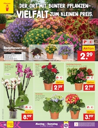 Pflanzen Angebot & Preis im aktuellen Netto Marken-Discount Prospekt Pflanzen Angebot im aktuellen Netto Marken-Discount Prospekt auf Seite 40
