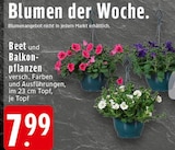Beet und Balkonpflanzen bei EDEKA im Prospekt "" für 7,99 €