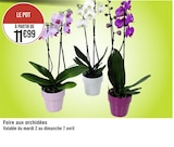 Foire aux orchidées en promo chez Géant Casino Toulon à 11,99 €