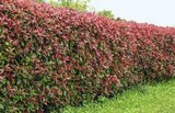 PHOTINIA en promo chez Truffaut PHOTINIA dans le catalogue Truffaut