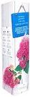 Rispen-Hortensie Angebote bei Thomas Philipps Ahlen für 3,33 €