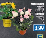 EDEKA Beselich - Sonnenblumen Angebot im Prospekt Sonnenblumen bei EDEKA im Beselich Prospekt für 3,99 €
