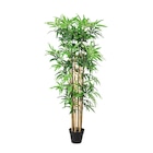 Deko-Pflanze  im aktuellen POCO Prospekt für 19,99 €