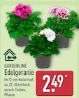 Edelgeranie von Gardenline im aktuellen ALDI Nord Prospekt
