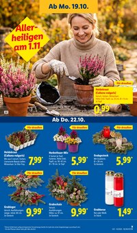 Pflanzen im aktuellen Lidl Prospekt (Jena) Pflanzen im Lidl Prospekt "LIDL LOHNT SICH" mit 71 Seiten (Jena)