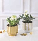 Hellebore en promo chez Super U Gap à 7,99 €