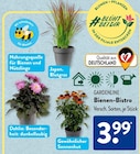 Japan. Blutgras im Angebot bei ALDI SÜD in Wetzlar Japan. Blutgras Angebote von Gardenline bei ALDI SÜD Wetzlar für 3,99 €