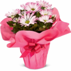 Chrysantheme Angebote bei Netto Marken-Discount Erfurt für 4,99 €