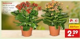 Kalanchoe Angebote bei Netto Marken-Discount Singen für 2,29 €