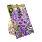 Lidl - Lilium Oriental Mix Angebot im Prospekt Lilium Oriental Mix bei Lidl im Prospekt "" für 1,39 €